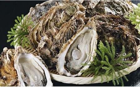 【ぷりっぷりで濃厚!】釧路管内産【活】牡蠣(小)12個 ふるさと納税 牡蠣 F4F-8911