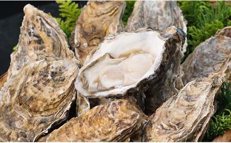 【ぷりっぷりで濃厚!】釧路管内産【活】牡蠣(小)12個 ふるさと納税 牡蠣 F4F-8911