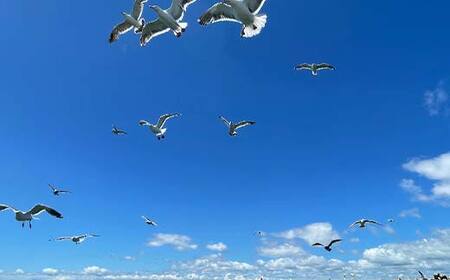 【期間限定！寄附額改定↓！】【貸切クルーズ】釧路観光クルーズ船シークレイン 貸切プライベートクルーズ クルーズ 体験 チケット 観光 乗船券 旅行 観光船 豪華 贅沢 国内旅行 旅 観光 トラベル 船 フェリー クルージング 豪華客船 貸切 貸切船 パーティ 家族 F4F-4330