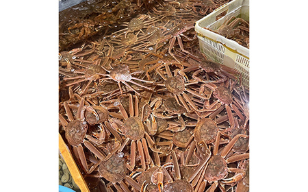 (訳あり)北海道産・大ずわいかに(ボイル冷凍) 3～7尾 カニ ズワイガニ 蟹 楚蟹 ずわいガニ ずわい蟹 冷凍 ボイル 海産物 F4F-8029