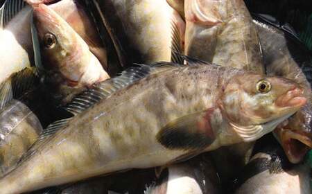 【期間限定！寄附額改定↓！】釧路産・開き真ホッケ5枚 魚 魚介 海産物 干物 おかず 肴 ふるさと納税 ほっけ F4F-8606