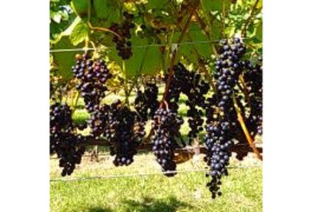 【数量限定】天空の里 光姫 阿寒産ぶどうジュース 750ml 有機栽培 無添加 無農薬 山幸 F4F-0986