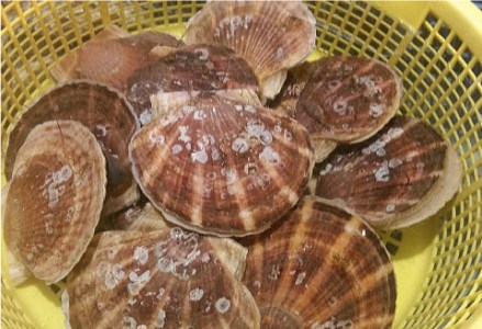 【期間限定!寄附額改定↓!】【北海道から直送!!】殻付活ホタテ貝(2.0kg詰)5~10枚入 ふるさと納税 ほたて F5F-0121