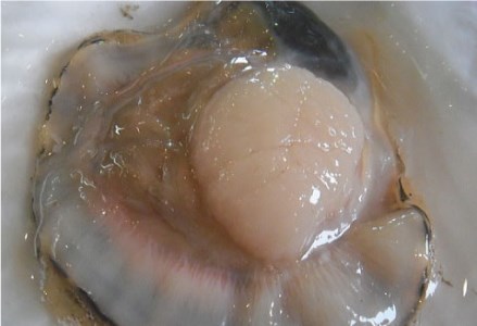 【期間限定!寄附額改定↓!】【北海道から直送!!】殻付活ホタテ貝(2.0kg詰)5~10枚入 ふるさと納税 ほたて F5F-0121