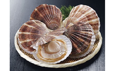 【北海道から直送!!】殻付活ホタテ貝(4.0kg詰)13~20枚 ふるさと納税 ほたて F5F-0119