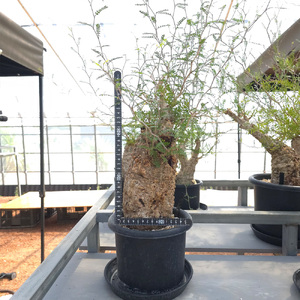 オペルクリカリア・パキプス「塊根植物の王様」(発根管理済) Z1｜観葉植物 コーデックス 盆栽 鉢植え インテリア ハコネコ [0587]