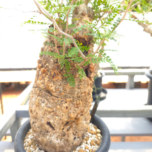 オペルクリカリア・パキプス「塊根植物の王様」(発根管理済) Z1｜観葉植物 コーデックス 盆栽 鉢植え インテリア ハコネコ [0587]