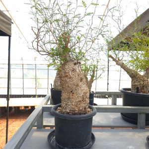 オペルクリカリア・パキプス「塊根植物の王様」(発根管理済) Z1｜観葉植物 コーデックス 盆栽 鉢植え インテリア ハコネコ [0587]