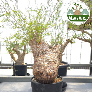 オペルクリカリア・パキプス「塊根植物の王様」(発根管理済) Z2｜観葉植物 コーデックス 盆栽 鉢植え インテリア ハコネコ [0588]