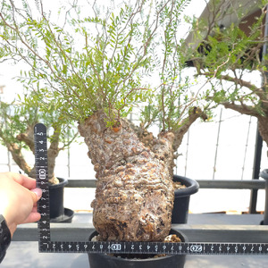 オペルクリカリア・パキプス「塊根植物の王様」(発根管理済) Z2｜観葉植物 コーデックス 盆栽 鉢植え インテリア ハコネコ [0588]