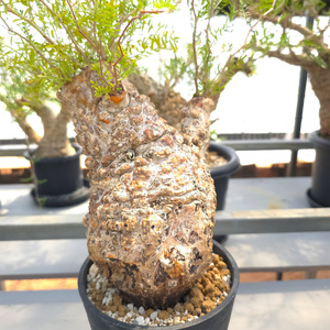 オペルクリカリア・パキプス「塊根植物の王様」(発根管理済) Z2｜観葉植物 コーデックス 盆栽 鉢植え インテリア ハコネコ [0588]