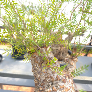 オペルクリカリア・パキプス「塊根植物の王様」(発根管理済) Z2｜観葉植物 コーデックス 盆栽 鉢植え インテリア ハコネコ [0588]