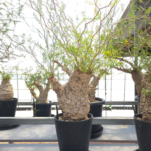 オペルクリカリア・パキプス「塊根植物の王様」(発根管理済) Z2｜観葉植物 コーデックス 盆栽 鉢植え インテリア ハコネコ [0588]