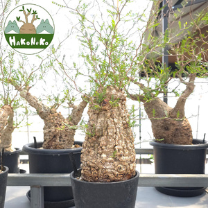 オペルクリカリア・パキプス「塊根植物の王様」(発根管理済) Z3｜観葉植物 コーデックス 盆栽 鉢植え インテリア ハコネコ [0589]