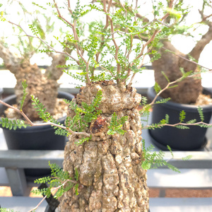 オペルクリカリア・パキプス「塊根植物の王様」(発根管理済) Z3｜観葉植物 コーデックス 盆栽 鉢植え インテリア ハコネコ [0589]