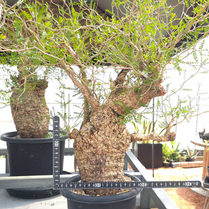 オペルクリカリア・パキプス「塊根植物の王様」(発根管理済) Z8｜観葉植物 コーデックス 盆栽 鉢植え インテリア ハコネコ [0594]