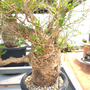 オペルクリカリア・パキプス「塊根植物の王様」(発根管理済) Z8｜観葉植物 コーデックス 盆栽 鉢植え インテリア ハコネコ [0594]