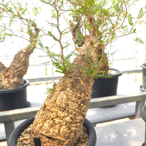 オペルクリカリア・パキプス「塊根植物の王様」(発根管理済) Z11｜観葉植物 コーデックス 盆栽 鉢植え インテリア ハコネコ [0597]