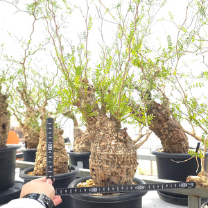 オペルクリカリア・パキプス「塊根植物の王様」(発根管理済) Z12｜観葉植物 コーデックス 盆栽 鉢植え インテリア ハコネコ [0598]