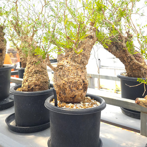 オペルクリカリア・パキプス「塊根植物の王様」(発根管理済) Z12｜観葉植物 コーデックス 盆栽 鉢植え インテリア ハコネコ [0598]