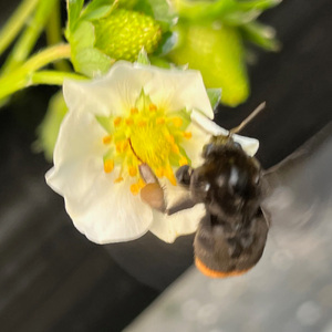 [予約受付] 真紅の美鈴《黒いいちご》約420g 大粒 12粒から18粒入り｜イチゴ 苺 果物 フルーツ [0632]