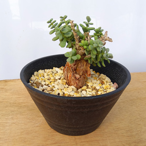 ケラリア・ピグマエア (発根管理済) A001｜観葉植物 コーデックス 盆栽 鉢植え インテリア ハコネコ [0654]