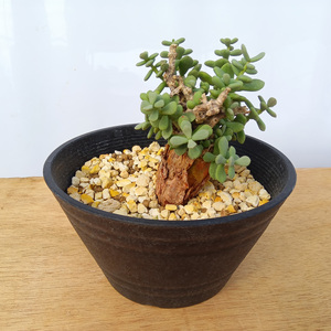 ケラリア・ピグマエア (発根管理済) A001｜観葉植物 コーデックス 盆栽 鉢植え インテリア ハコネコ [0654]