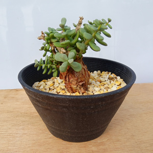 ケラリア・ピグマエア (発根管理済) A001｜観葉植物 コーデックス 盆栽 鉢植え インテリア ハコネコ [0654]