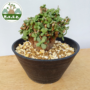 ケラリア・ピグマエア (発根管理済) A002｜観葉植物 コーデックス 盆栽 鉢植え インテリア ハコネコ [0655]