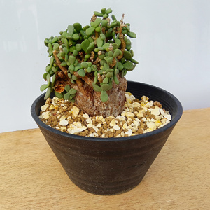 ケラリア・ピグマエア (発根管理済) A002｜観葉植物 コーデックス 盆栽 鉢植え インテリア ハコネコ [0655]