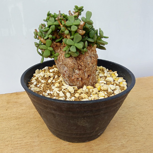 ケラリア・ピグマエア (発根管理済) A002｜観葉植物 コーデックス 盆栽 鉢植え インテリア ハコネコ [0655]