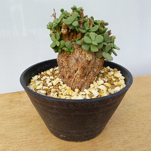 ケラリア・ピグマエア (発根管理済) A002｜観葉植物 コーデックス 盆栽 鉢植え インテリア ハコネコ [0655]