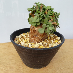 ケラリア・ピグマエア (発根管理済) A002｜観葉植物 コーデックス 盆栽 鉢植え インテリア ハコネコ [0655]