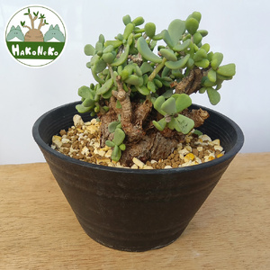 ケラリア・ピグマエア (発根管理済) A003｜観葉植物 コーデックス 盆栽 鉢植え インテリア ハコネコ [0656]