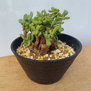 ケラリア・ピグマエア (発根管理済) A003｜観葉植物 コーデックス 盆栽 鉢植え インテリア ハコネコ [0656]