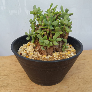 ケラリア・ピグマエア (発根管理済) A003｜観葉植物 コーデックス 盆栽 鉢植え インテリア ハコネコ [0656]