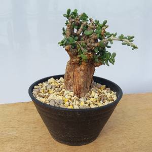 ケラリア・ピグマエア (発根管理済) A005｜観葉植物 コーデックス 盆栽 鉢植え インテリア ハコネコ [0658]