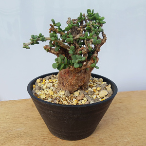 ケラリア・ピグマエア (発根管理済) A005｜観葉植物 コーデックス 盆栽 鉢植え インテリア ハコネコ [0658]