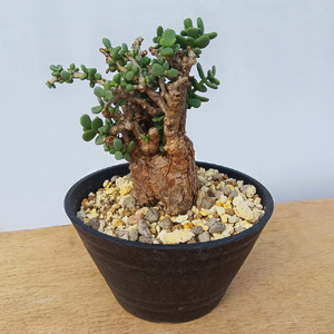 ケラリア・ピグマエア (発根管理済) A005｜観葉植物 コーデックス 盆栽 鉢植え インテリア ハコネコ [0658]