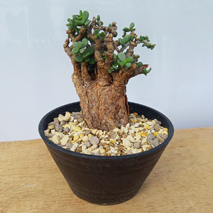 ケラリア・ピグマエア (発根管理済) A005｜観葉植物 コーデックス 盆栽 鉢植え インテリア ハコネコ [0658]