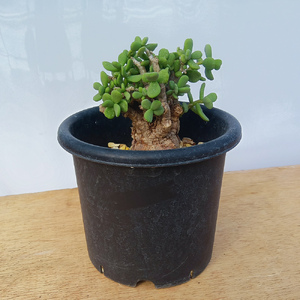 ケラリア・ピグマエア (発根管理済) A006｜観葉植物 コーデックス 盆栽 鉢植え インテリア ハコネコ [0659]