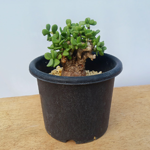 ケラリア・ピグマエア (発根管理済) A006｜観葉植物 コーデックス 盆栽 鉢植え インテリア ハコネコ [0659]