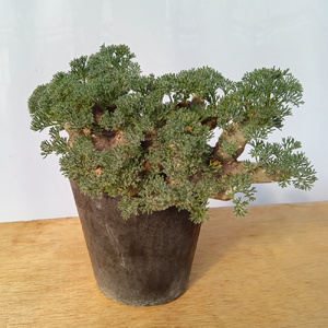 サルコカウロン・ムルチフィズム (発根管理済) A002｜観葉植物 コーデックス 盆栽 鉢植え インテリア ハコネコ [0674]