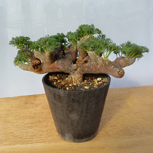 サルコカウロン・ムルチフィズム (発根管理済) A002｜観葉植物 コーデックス 盆栽 鉢植え インテリア ハコネコ [0674]