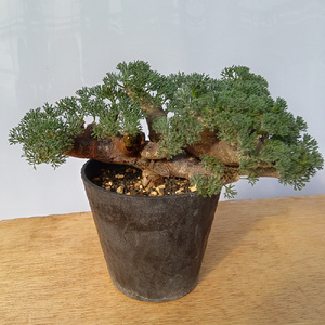 サルコカウロン・ムルチフィズム (発根管理済) A002｜観葉植物 コーデックス 盆栽 鉢植え インテリア ハコネコ [0674]