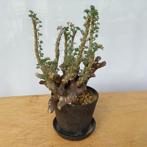 サルコカウロン・ムルチフィズム (発根管理済) A005｜観葉植物 コーデックス 盆栽 鉢植え インテリア ハコネコ [0677]