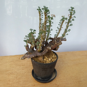 サルコカウロン・ムルチフィズム (発根管理済) A005｜観葉植物 コーデックス 盆栽 鉢植え インテリア ハコネコ [0677]