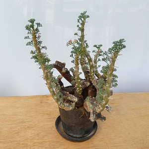 サルコカウロン・ムルチフィズム (発根管理済) A005｜観葉植物 コーデックス 盆栽 鉢植え インテリア ハコネコ [0677]