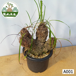 キセロフィタ トリコフィラ (発根管理済) A001｜観葉植物 コーデックス 盆栽 鉢植え インテリア ハコネコ [0682]
