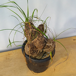 キセロフィタ トリコフィラ (発根管理済) A001｜観葉植物 コーデックス 盆栽 鉢植え インテリア ハコネコ [0682]